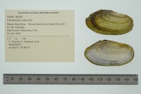 Utterbackia imbecillis image