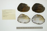 Amblema plicata image