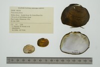 Fusconaia flava image