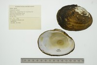 Lampsilis cardium image