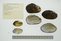 Lampsilis siliquoidea image