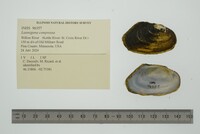 Lasmigona compressa image