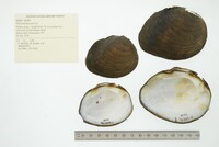 Pleurobema sintoxia image