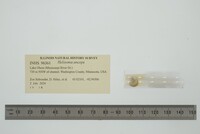 Helisoma anceps image