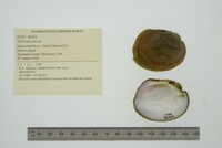 Amblema plicata image