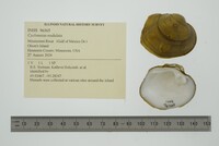 Cyclonaias nodulata image