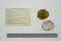 Cyclonaias pustulosa image