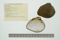 Fusconaia flava image