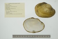 Lampsilis cardium image