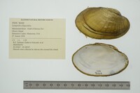 Lampsilis siliquoidea image