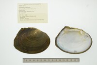 Lasmigona complanata image