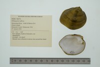 Obliquaria reflexa image