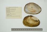 Leptodea fragilis image