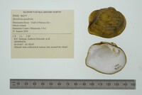 Quadrula quadrula image