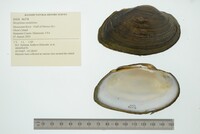 Strophitus undulatus image