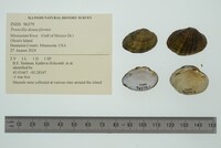 Truncilla donaciformis image