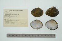 Truncilla truncata image