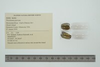 Toxolasma parvum image