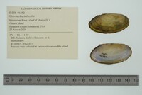 Utterbackia imbecillis image