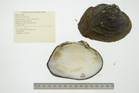 Arcidens confragosus image