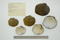 Cyclonaias nodulata image