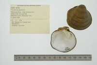 Cyclonaias pustulosa image