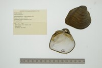 Fusconaia flava image