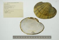 Lampsilis cardium image