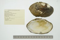 Lampsilis siliquoidea image