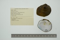 Obliquaria reflexa image