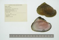 Potamilus alatus image