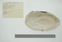 Leptodea fragilis image