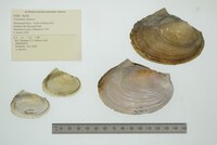 Potamilus ohiensis image