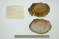 Pyganodon grandis image