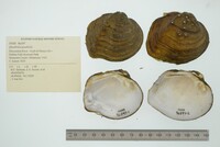 Quadrula quadrula image