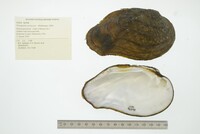 Tritogonia verrucosa image