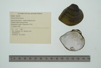 Truncilla truncata image