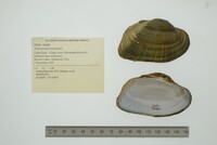 Alasmidonta marginata image