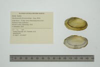 Anodontoides ferussacianus image