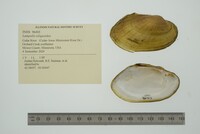 Lampsilis siliquoidea image