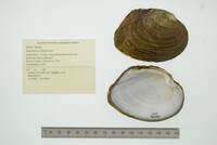 Lasmigona complanata image