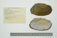 Lasmigona compressa image