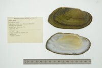 Lasmigona costata image