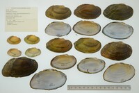 Strophitus undulatus image