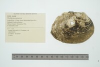 Theliderma metanevra image