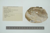 Theliderma metanevra image