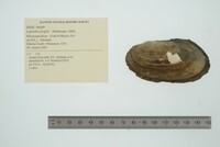 Leptodea fragilis image