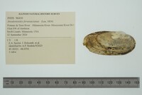 Anodontoides ferussacianus image