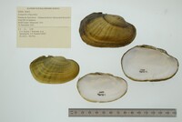 Lampsilis siliquoidea image