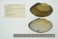 Pyganodon grandis image